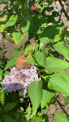 Vanessa cardui