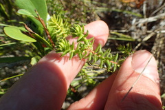 Agathosma apiculata