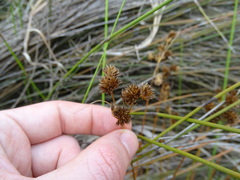 Juncus sonderianus