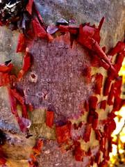 Bursera morelensis