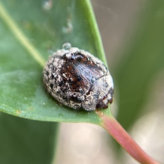 Trachymela orbicularis