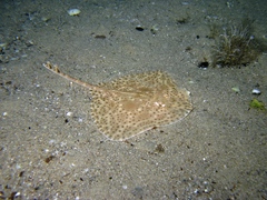 Blonde Ray photo 3