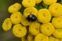 Harmonia axyridis