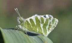 Euchloe grancanariensis