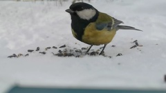Parus major
