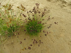 Juncus sonderianus