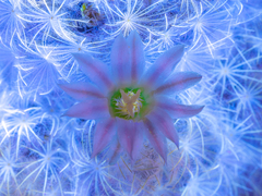 Mammillaria plumosa