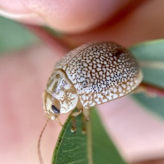 Paropsis omphale