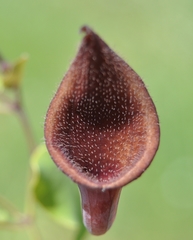 Aristolochia baetica