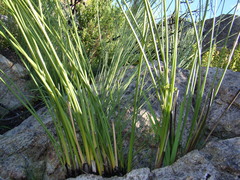Bobartia orientalis orientalis