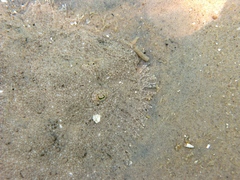 Scophthalmus rhombus