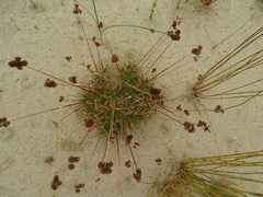 Juncus sonderianus