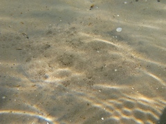 Scophthalmus rhombus