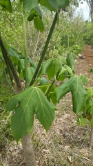 Gyrocarpus americanus