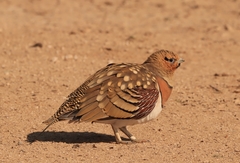 Pin-Tailed Sandgrouse photo 3