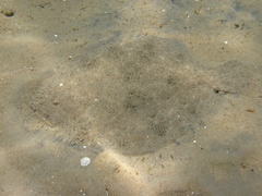 Scophthalmus rhombus