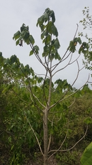 Gyrocarpus americanus