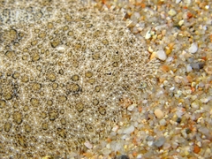 Scophthalmus rhombus