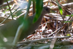 Amaurornis moluccana