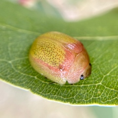 Paropsisterna pictipes