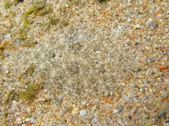 Scophthalmus rhombus