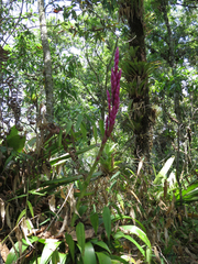 Tillandsia lucida