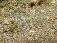 Scophthalmus rhombus