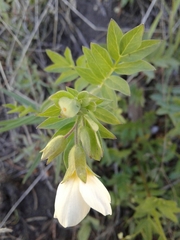 Polemonium carneum
