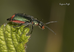 Malachius australis