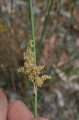 Juncus astreptus