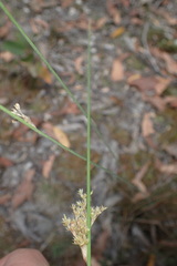 Juncus astreptus