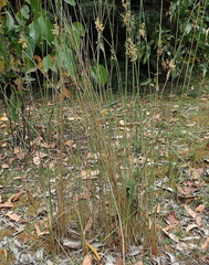 Juncus astreptus