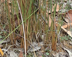 Juncus astreptus