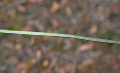 Juncus astreptus