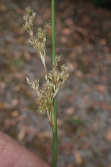 Juncus astreptus