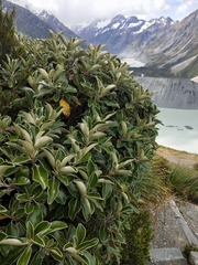 Brachyglottis buchananii