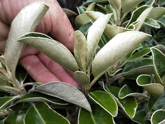 Brachyglottis buchananii