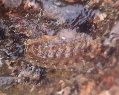 Acanthochitona crinita