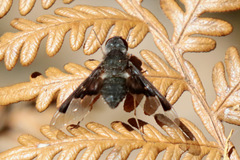 Anthrax dolabratus