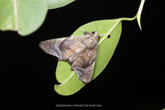 Episparis tortuosalis