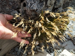 Rytidosperma setifolium