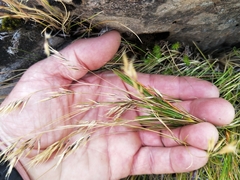 Rytidosperma setifolium