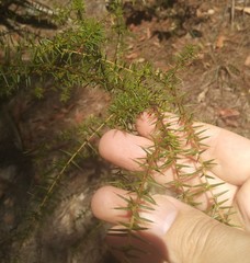 Acacia ulicifolia