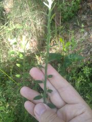 Bossiaea stephensonii