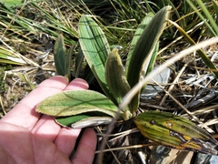 Celmisia verbascifolia
