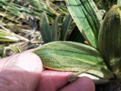 Celmisia verbascifolia