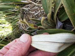 Celmisia verbascifolia