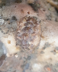 Acanthochitona crinita