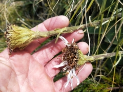 Celmisia verbascifolia