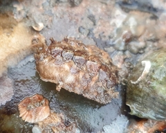 Acanthochitona crinita